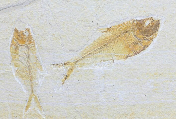 Two Diplomystus Fossil Fish - Wyoming #56246